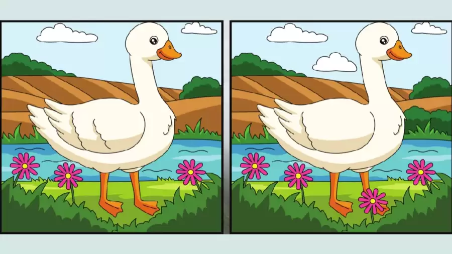 Only eagle eyes can spot 5 differences in Duck pictures within 15 seconds