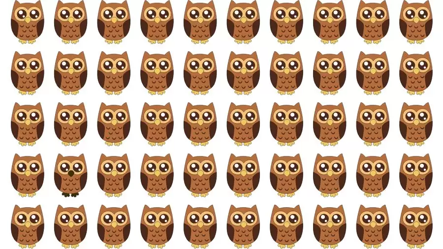 Optical Illusion Challenge: If you have Eagle Eyes find the Odd Owl in 15 Seconds