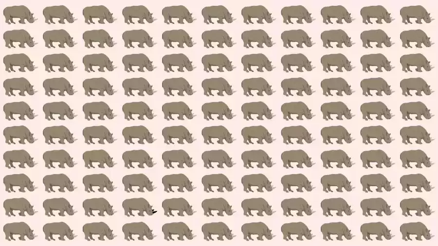 Observation Skills Test: Can you find the Odd Rhino in 10 Seconds?