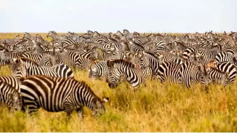 Can You Find the Hidden Lion Among these Zebras within 15 Seconds? Explanation and Solution to the Optical illusion