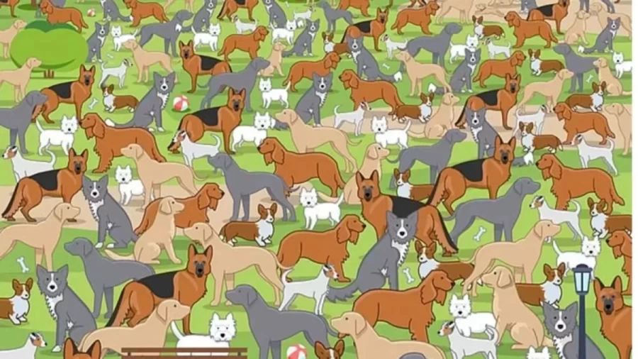 Can You Find the Hidden Puppy in This Image Within 12 Seconds? Explanation and Solution to the Hidden Puppy Optical Illusion