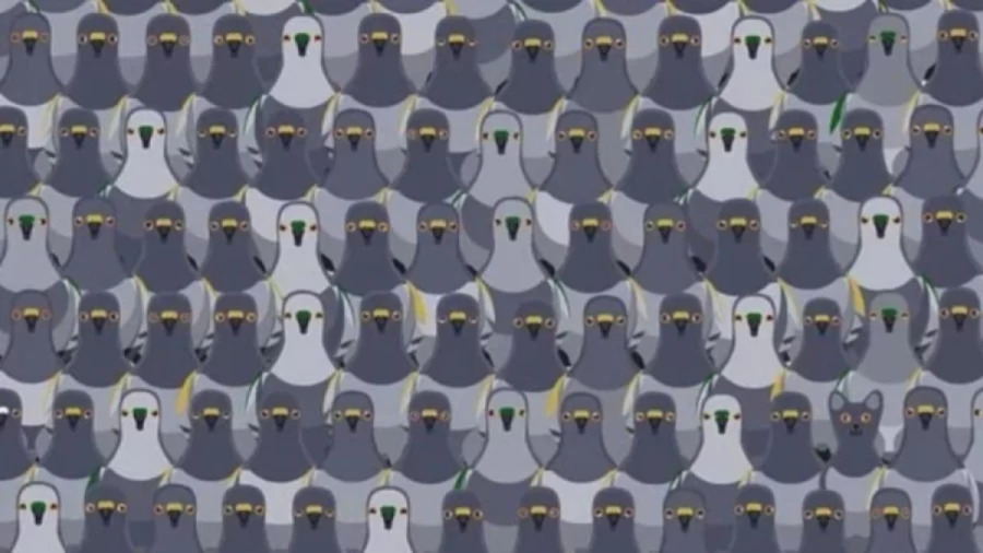 Cat Finding Optical Illusion: Can you spot the Cat among the Pigeons within 12 Seconds?