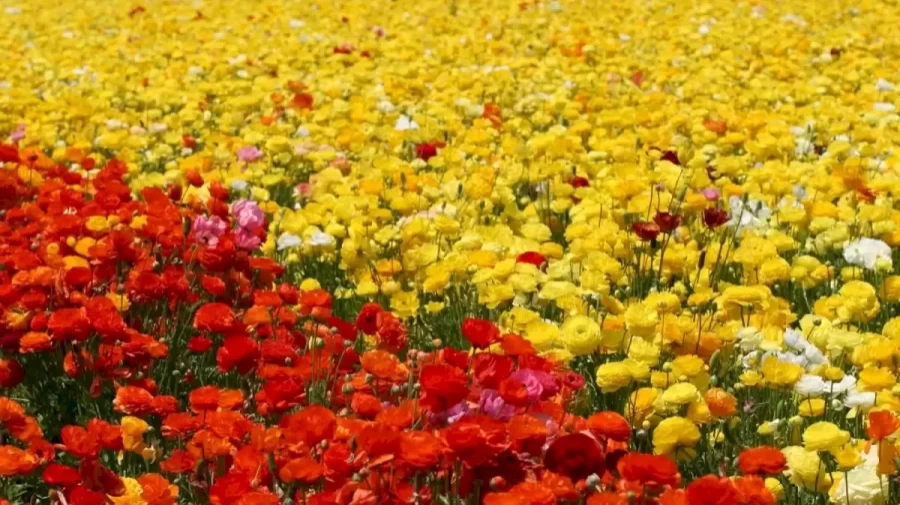 Optical Illusion Brain Test: Only 10% Of The People Can Detect The Hummingbird Among These Beautiful Flowers. Can You?