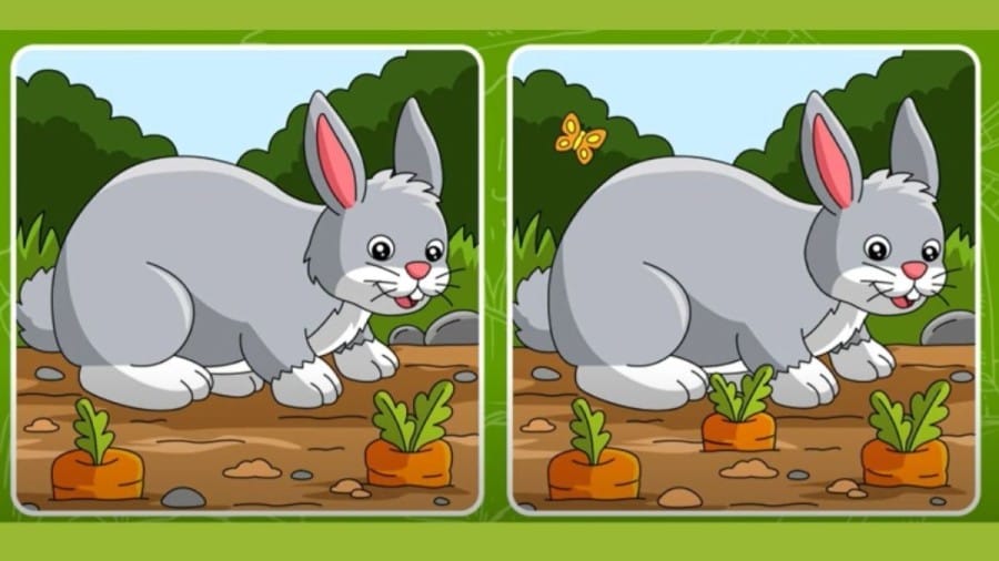 Observation Skill Test: Can you find the 5 differences between two images within 20 secs