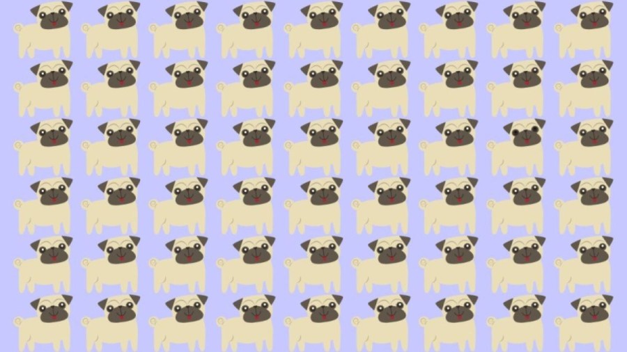 Observation Skills Test: Can you spot which Pug Dog is different in 10 seconds?