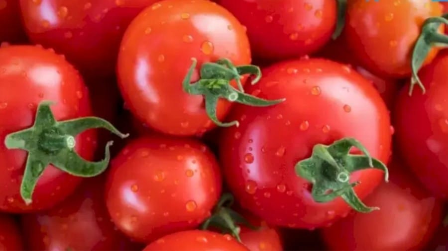 Grasshopper Optical Illusion: Find the Grasshopper among these Tomatoes in less than 12 Seconds