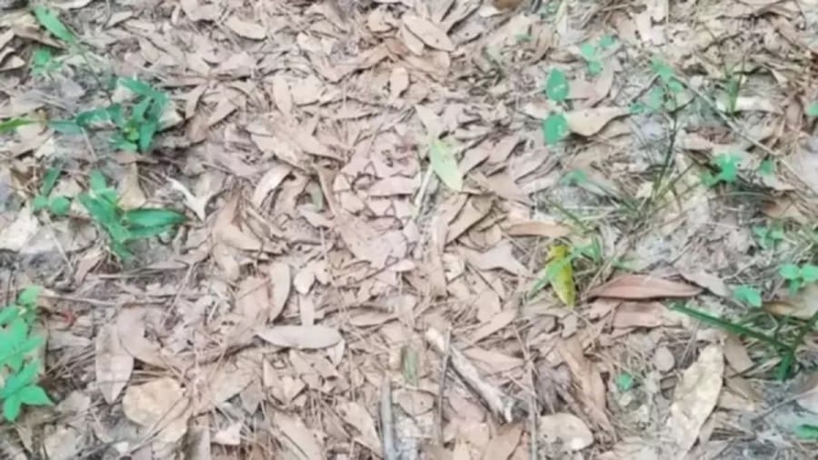 Optical Illusion: Can You Find The Perfectly Camouflaged Copperhead Snake in 12 Seconds?
